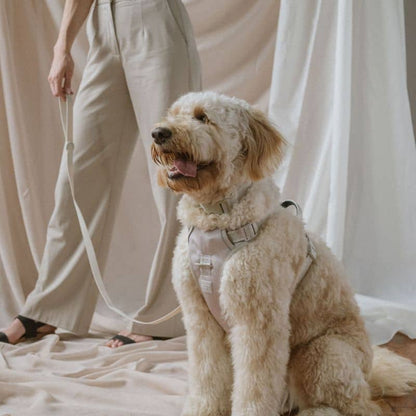 Cablatura per cani con manico imbottito - colore grigio d'avena 🌾🥛 | Comodo e regolabile per tutte le dimensioni