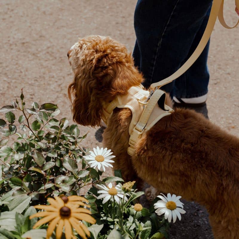 Cablatura regolabile con manico imbottito per cani - colore giallo limoncello 🍋 | Cani di pesca