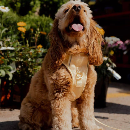 Cablatura regolabile con manico imbottito per cani - colore giallo limoncello 🍋 | Cani di pesca