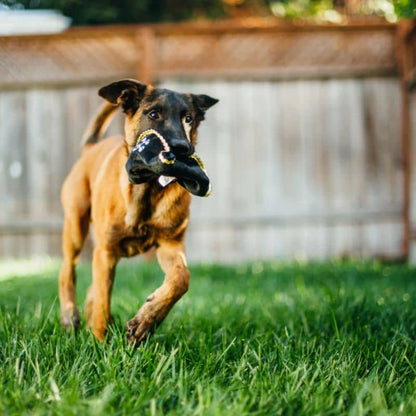 Hundeko -ansvarig leksak - pirathatt med inkubatorer och skrynkligt pappersbrus