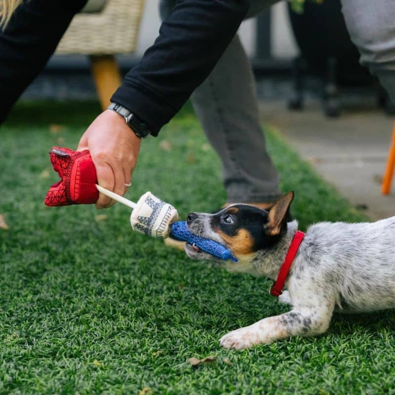 Giocattolo ecologico per cani a forma di una torre Eiffel - resistente e divertente