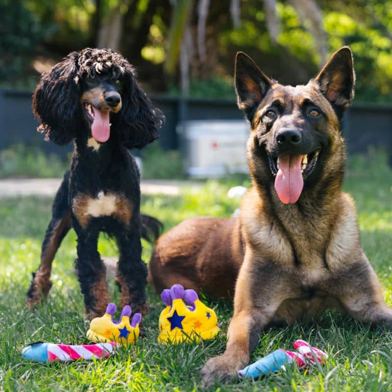 Dog toy in plush - Royal Crown with Couineur (2 sizes available)