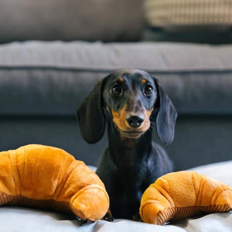 Croissant hidden toy for dogs - eco -responsible plush (2 sizes available)