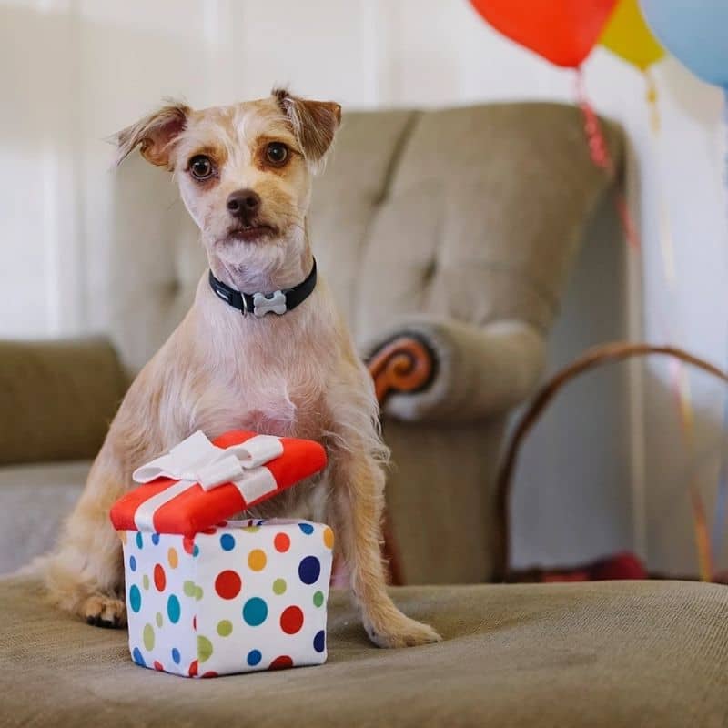 Interactive toy for dogs in plush - birthday gift 🐶 (Available in 2 sizes)