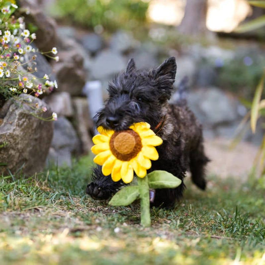 Giocattolo per cani a forma di girasole -peluche eco -sensibili con effetti sonori