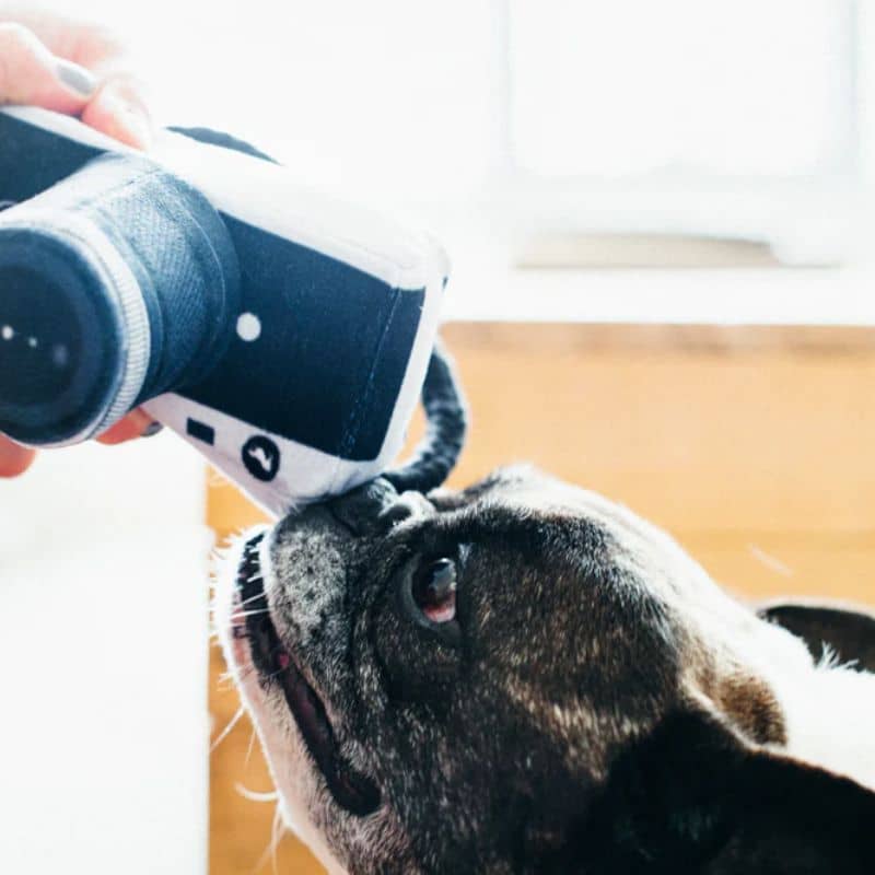 Giocattolo per cani a forma di fotocamera -peluche eco -sensibile e stimolante