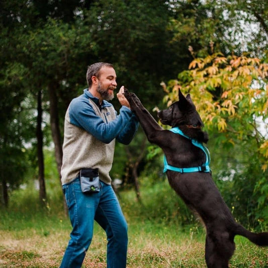 Siyah ve gri köpek sürücü çantası - boyun ve yansıtıcı şeritlerle çok işlevli