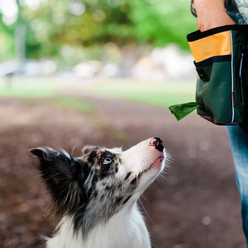 Sacchetto multifunzionale per drive canino con coupon - verde e giallo