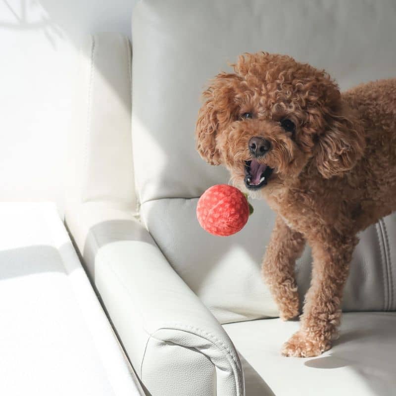 Occupation and excavation toy for dogs - tomato soup 🍅