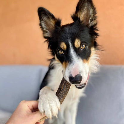 Madera de madera de masticación natural para perros