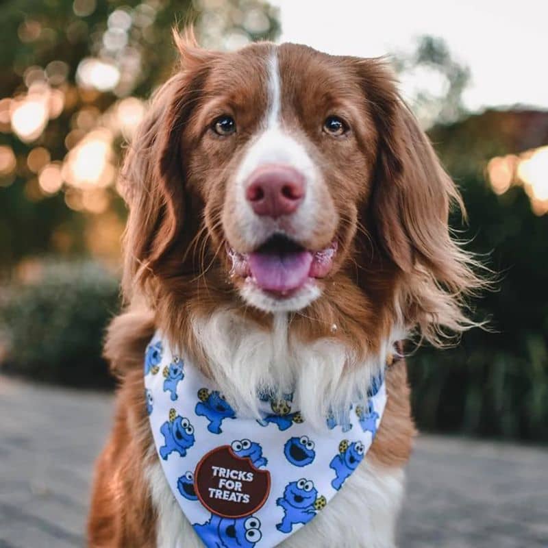 Patch di calore personalizzabile per cani e gatti - Suggerimenti per le prelibatezze