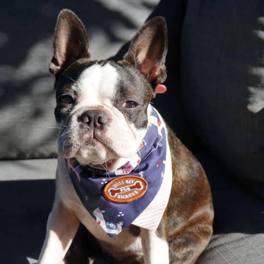 Badge termocoling "pronti a sedersi per le prelibatezze per bandane e abiti animali