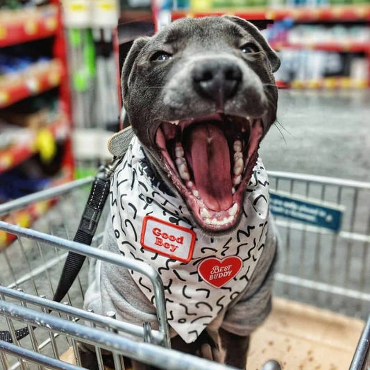 Patch di termocolto originale per cani e gatti - bravo ragazzo dell'onore di Scout