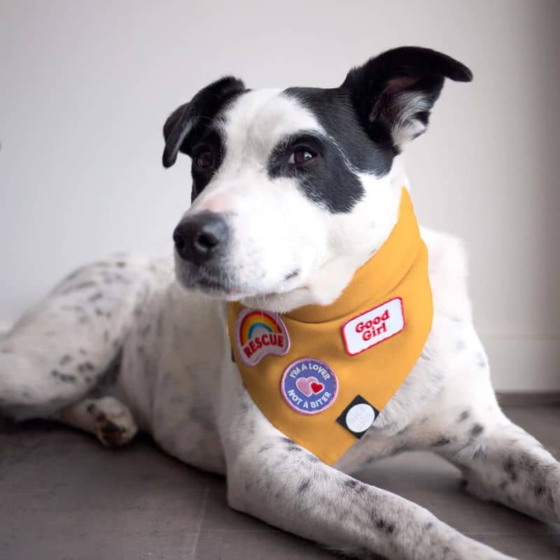 Patch di calore del cane - "brava ragazza" personalizzabile 😇