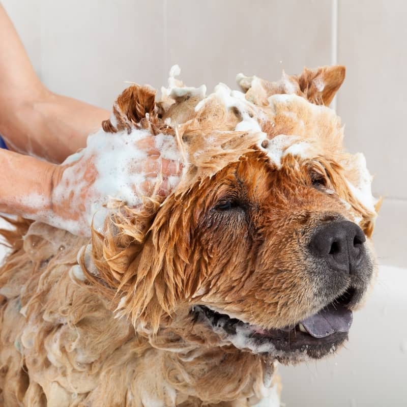 Shampoo universale per cane proteico più paraben