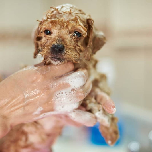 Köpek yavrusu için tatlı şampuan - benim yavru biyode