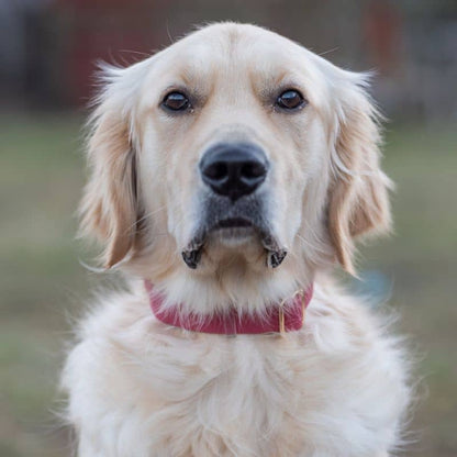 COLLIER POUR CHIEN WATERPROOF - FRAMBOISE