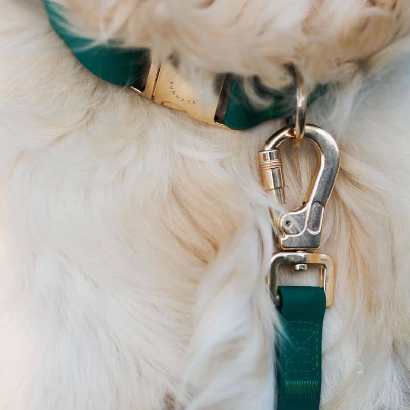 Collar impermeabile per i cani Shop Sunny Tails - Green di prato