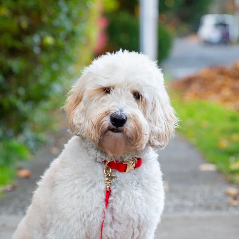 Waterproof dog necklace - Cherry red