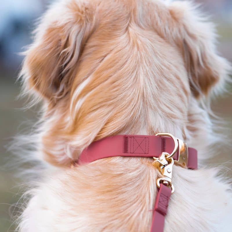 COLLIER POUR CHIEN WATERPROOF - FRAMBOISE