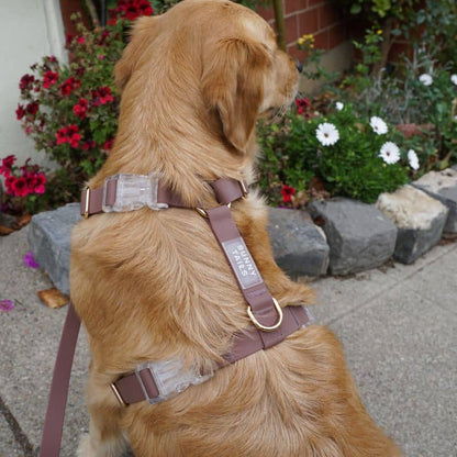 Waterproof dog harness - espresso brown