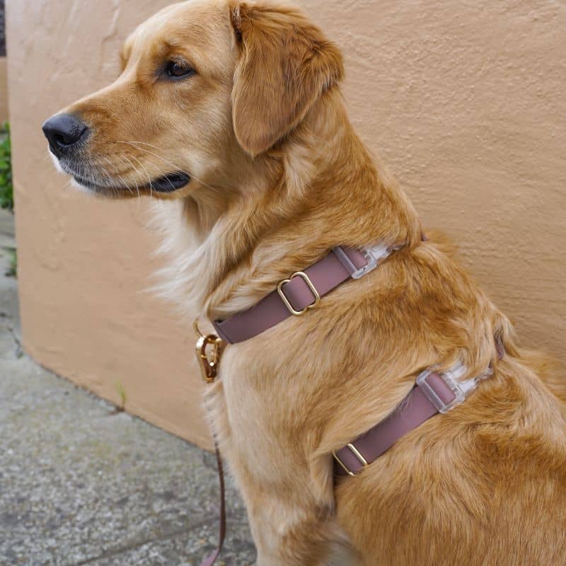 Waterproof dog harness - espresso brown