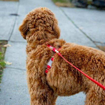 Vattentät hundsele - körsbärsröd