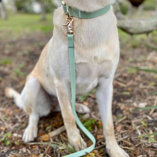 Cane impermeabile al guinzaglio in verde pistacchio - Eleganza e resistenza di Shop Sunny Tails