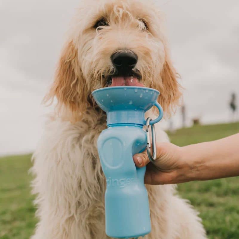 gourde pour chien avec réservoir Springer bleu ciel