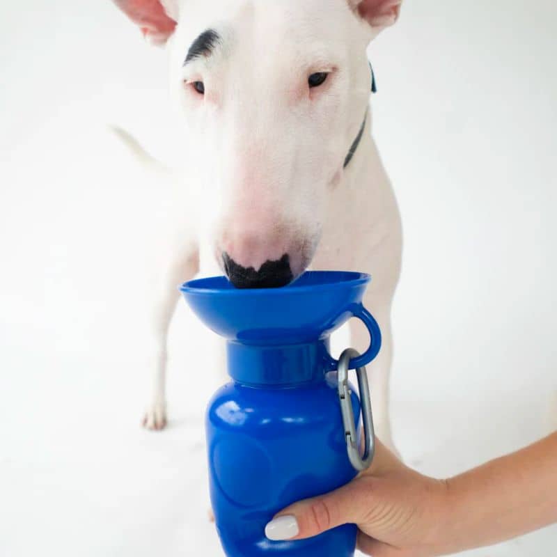 gourde pour chien avec réservoir Springer bleu foncé