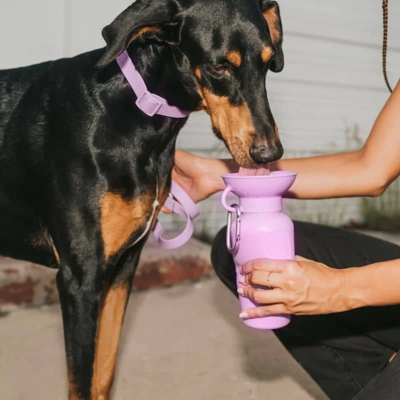 gourde pour chien avec réservoir Springer lilas mauve