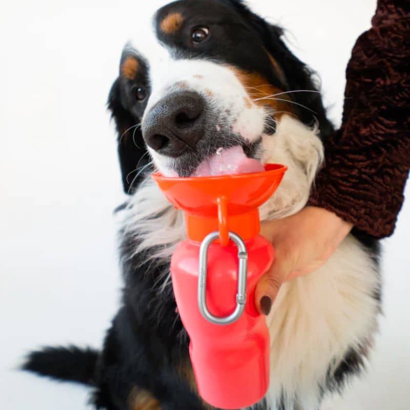 gourde pour chien avec réservoir Springer rouge