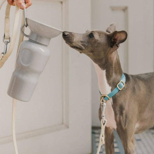 Gucca per cani portatili con serbatoio innovativo - grigio, 650 ml (taglia L)