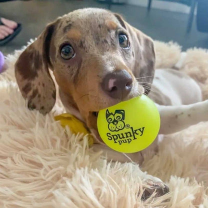 Sfera fosforescente per la dimensione del cane m - brilla al buio, galleggiante e impermeabile