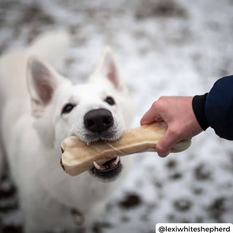 Bones da masticare naturali per cuccioli e cani senior - igiene dentale ottimizzata e gengive calme