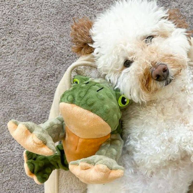 Peluche che si muove per i cani - rana 🐸