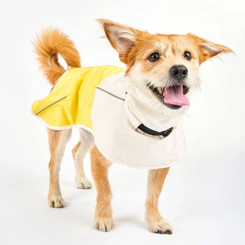 Waterproof for dogs - Yellow Rain Venture 🌧️