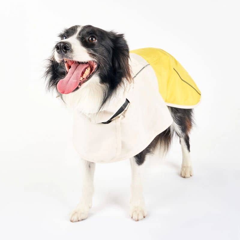 Waterproof for dogs - Yellow Rain Venture 🌧️