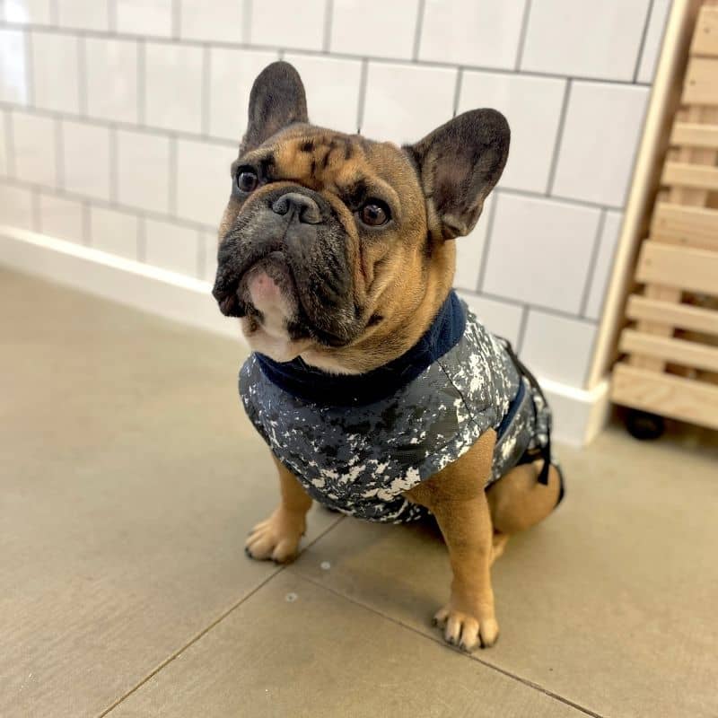 Manteau Écologique pour Bouledogue - The Splash