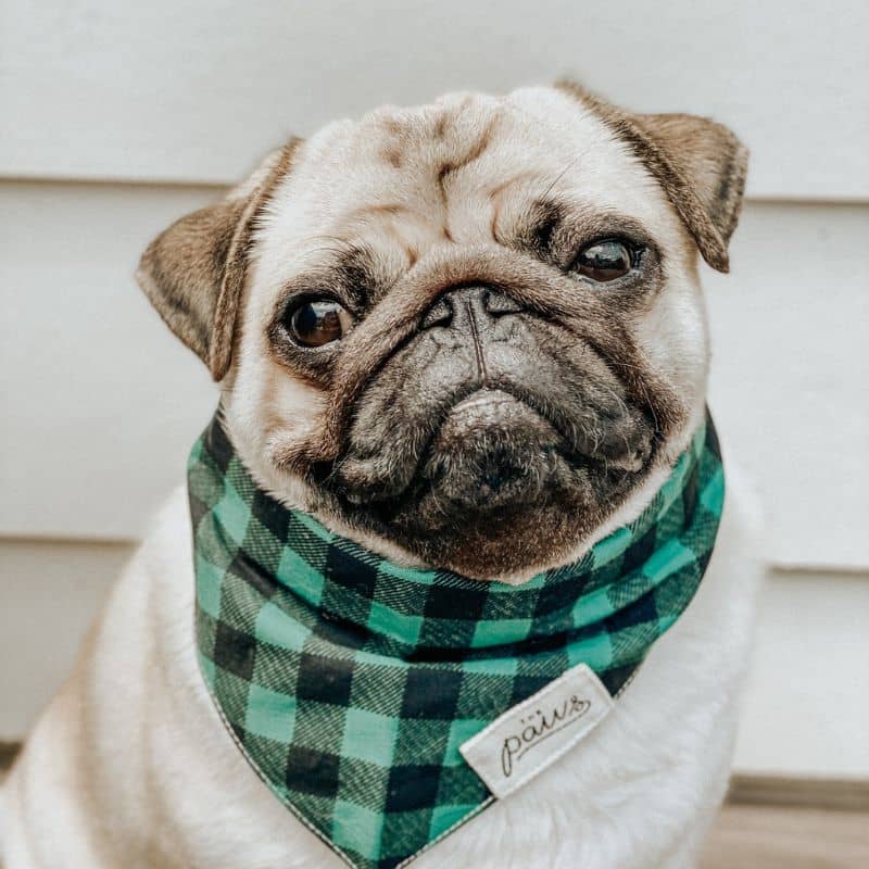 Bandana for dogs - "Bourbon" green pug tiles