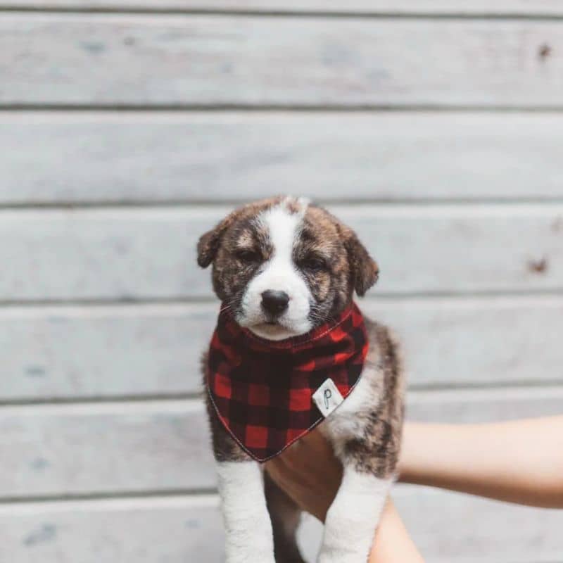 Bandana for dogs - Red Bucheron Tiles "Whiskey"