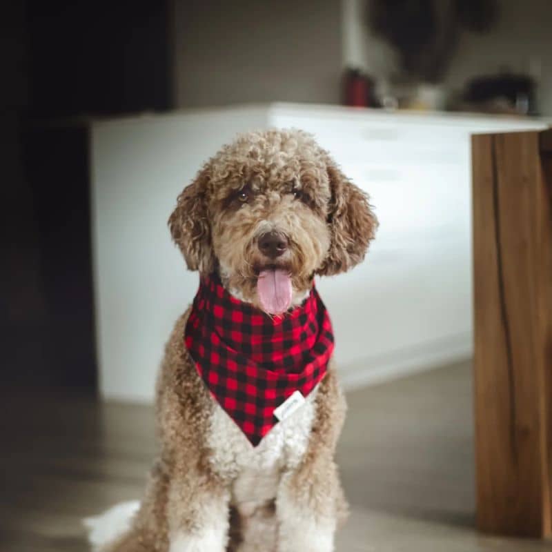 Bandana for dogs - Red Bucheron Tiles "Whiskey"