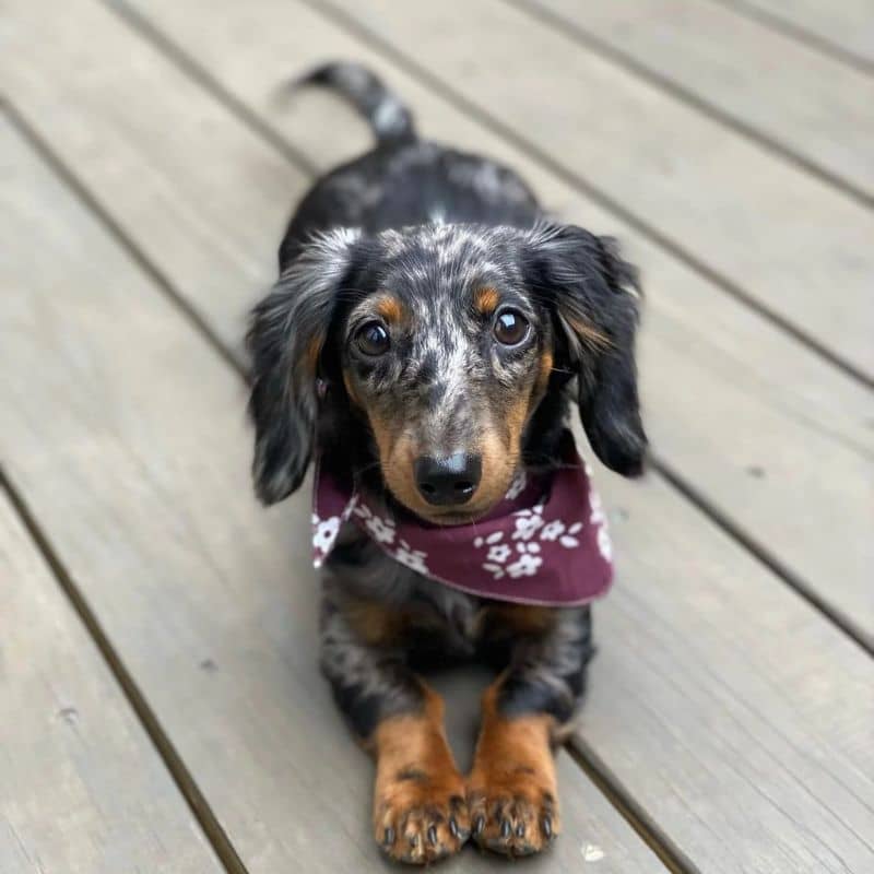 Bandana for dogs - Bordeaux flowers "Chatham"