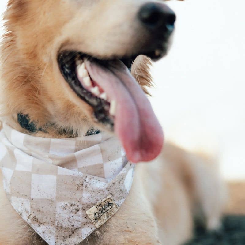 Bandana for dogs - Gray Checkmate "Checkers"