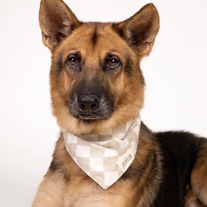 Bandana for dogs - Gray Checkmate "Checkers"