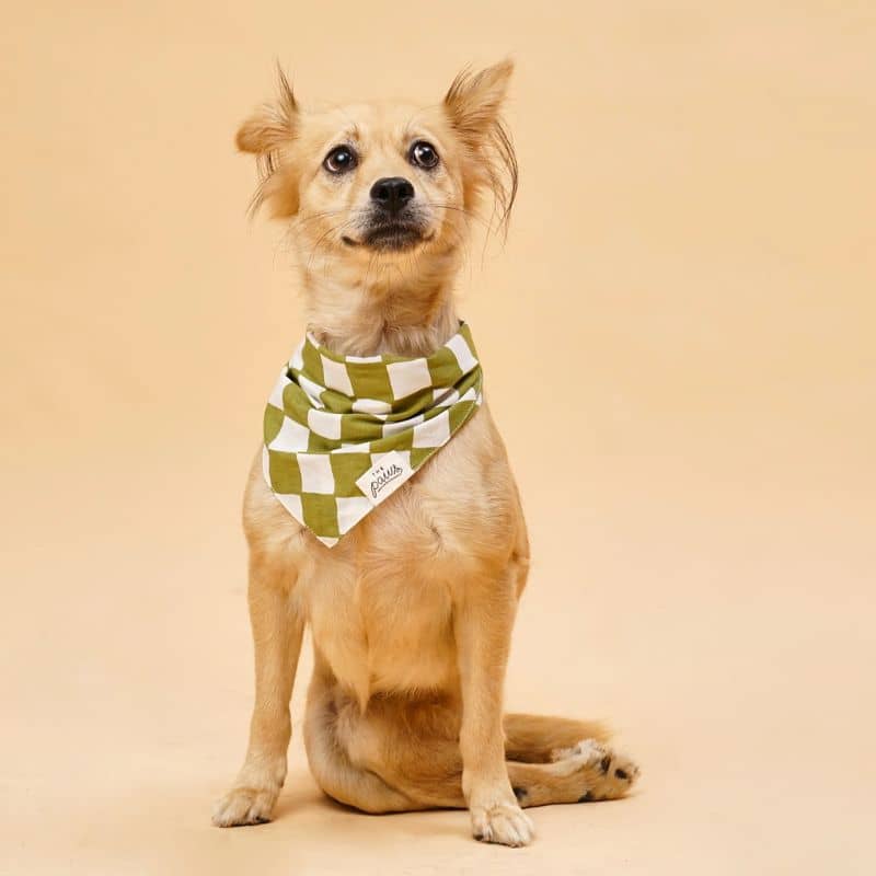 Cotton Dog Bandana - Modello di scacchiere verde alla moda