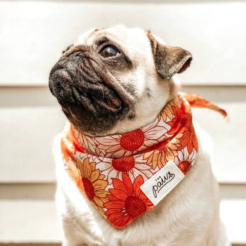 Bandana per cani - campi di fiori 🌻