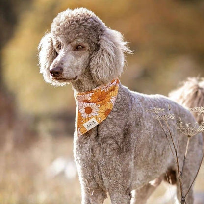 Bandana per cani - campi di fiori 🌻