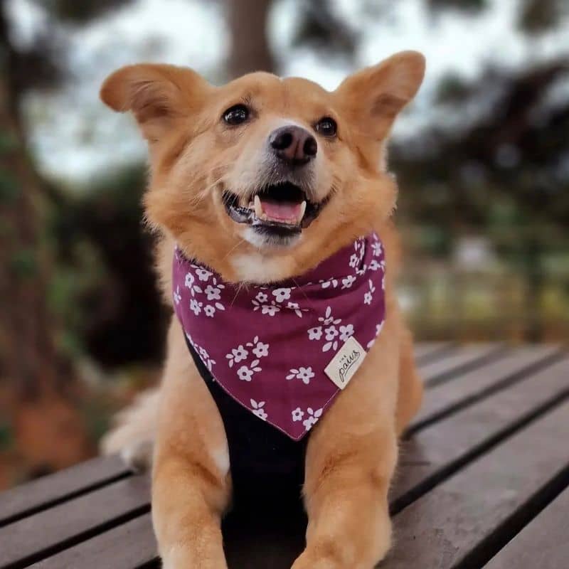 Bandana for dogs - Bordeaux flowers "Chatham"