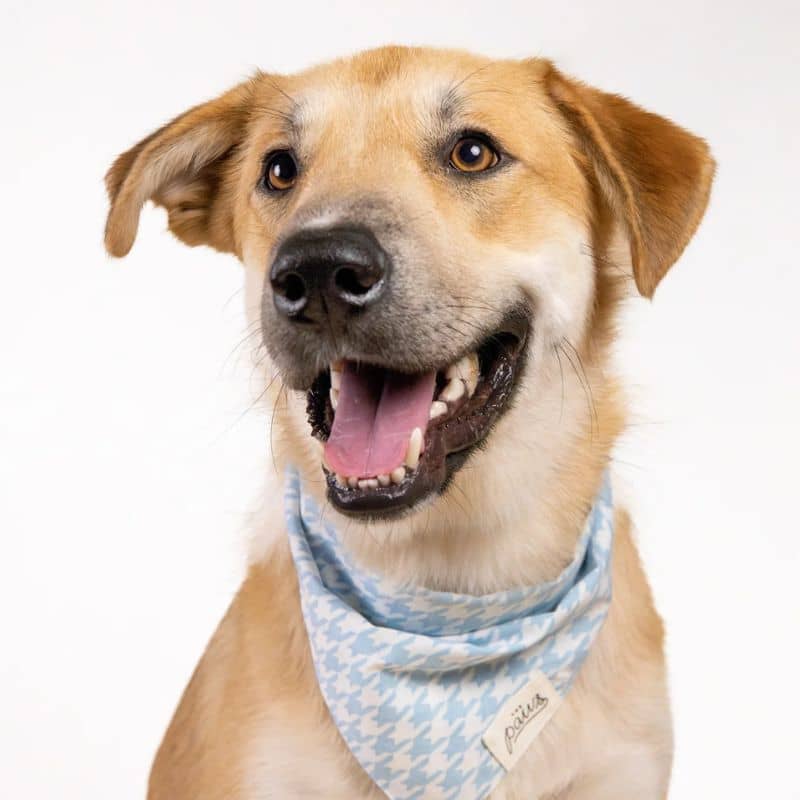 Bandana for dogs - Sky blue pied "Steele"